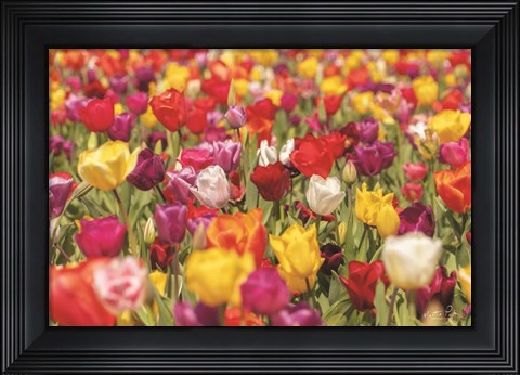 Framed Colorful Bouquet Print