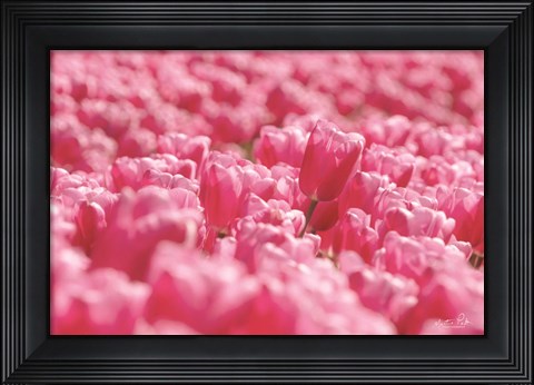 Framed Pink Field Print