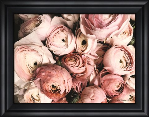Framed Coral Ranunculus Print
