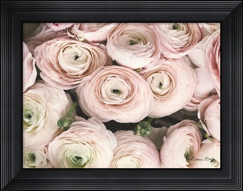 Framed Soft Pink Ranunculus Print