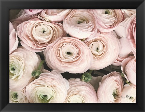 Framed Soft Pink Ranunculus Print