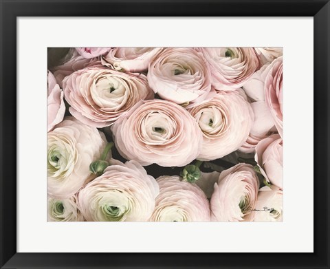 Framed Soft Pink Ranunculus Print