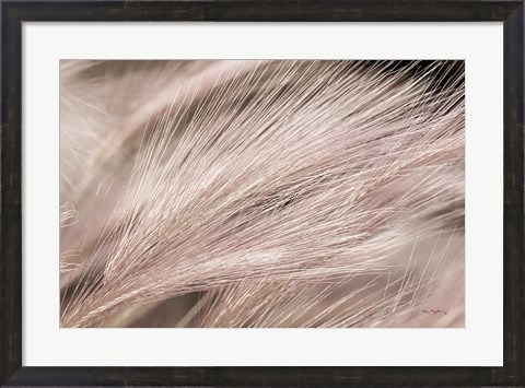 Framed Foxtail Barley III Light Print