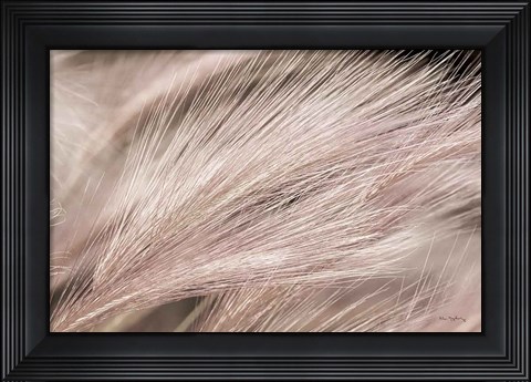 Framed Foxtail Barley III Light Print
