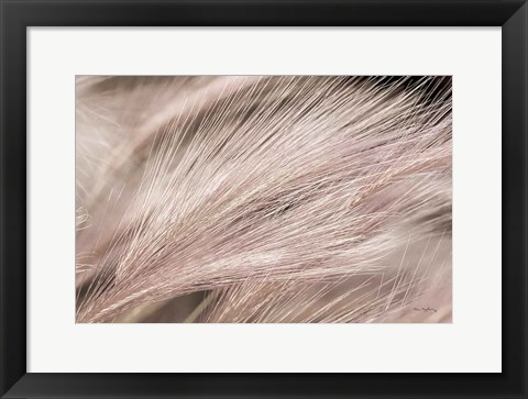 Framed Foxtail Barley III Light Print