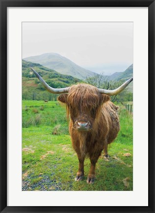 Framed Scottish Highland Cattle VI Print
