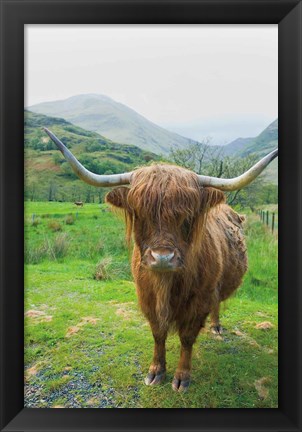 Framed Scottish Highland Cattle VI Print