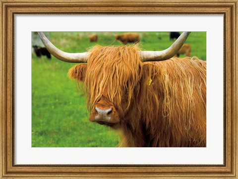 Framed Scottish Highland Cattle I Print