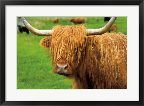 Framed Scottish Highland Cattle I Print