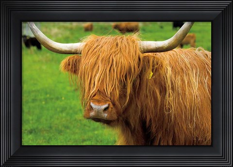 Framed Scottish Highland Cattle I Print