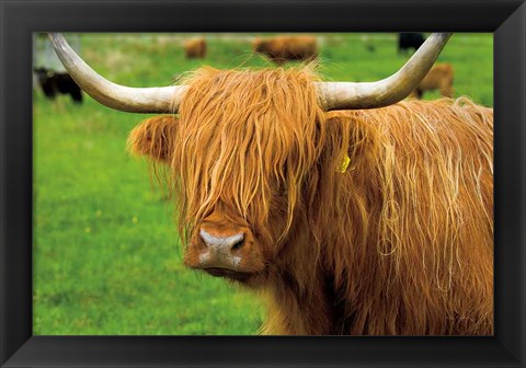 Framed Scottish Highland Cattle I Print