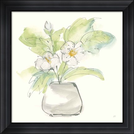 Framed Plant Poppy II Print