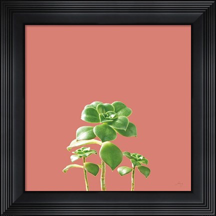 Framed Succulent Simplicity IX Coral Print