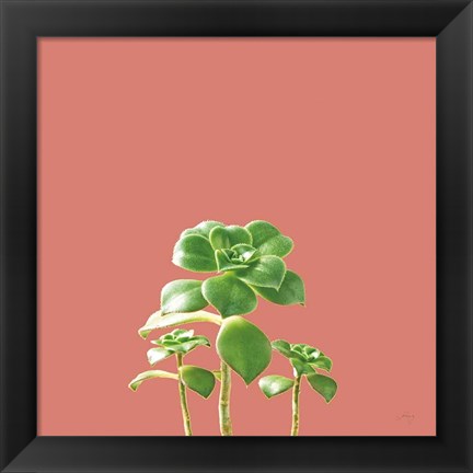 Framed Succulent Simplicity IX Coral Print