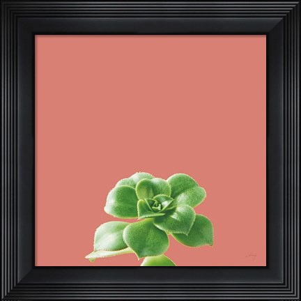 Framed Succulent Simplicity VII Coral Print