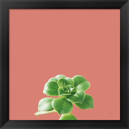 Framed Succulent Simplicity VII Coral Print