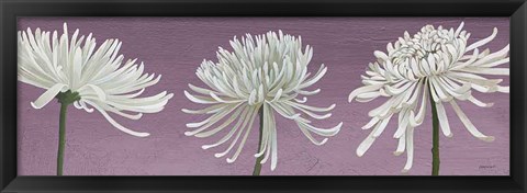 Framed Morning Chrysanthemums V Lavender Print