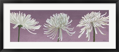 Framed Morning Chrysanthemums V Lavender Print