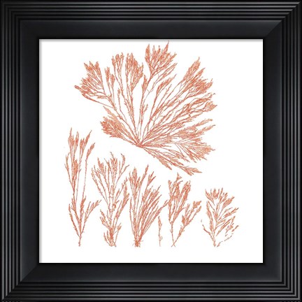 Framed Pacific Sea Mosses XXI Red Sq Print