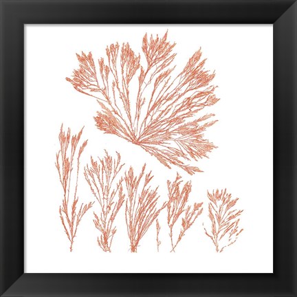 Framed Pacific Sea Mosses XXI Red Sq Print