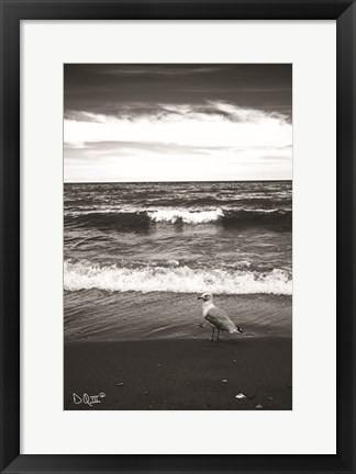 Framed Seagull II Print