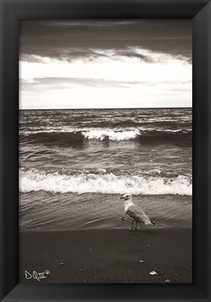 Framed Seagull II Print