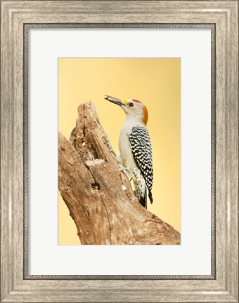Framed Golden-Fronted Woodpecker Eating A Seed, Linn, Texas Print