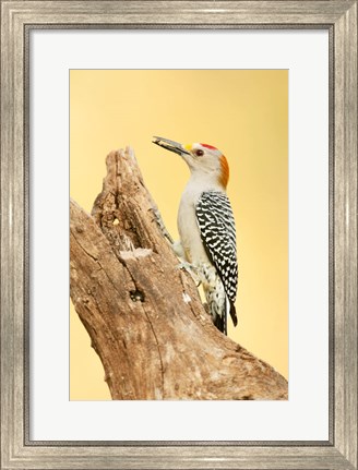 Framed Golden-Fronted Woodpecker Eating A Seed, Linn, Texas Print