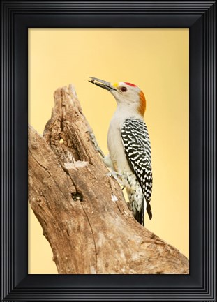 Framed Golden-Fronted Woodpecker Eating A Seed, Linn, Texas Print
