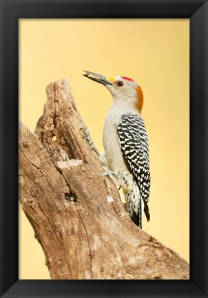 Framed Golden-Fronted Woodpecker Eating A Seed, Linn, Texas Print