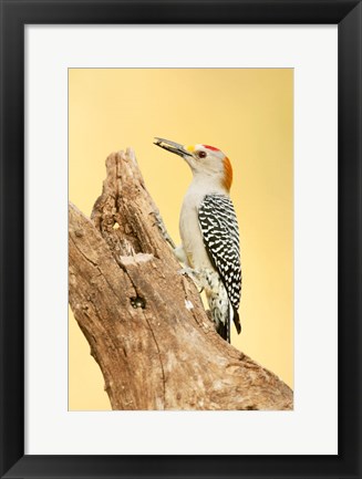 Framed Golden-Fronted Woodpecker Eating A Seed, Linn, Texas Print