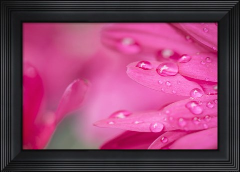Framed Pink Mum 1 Print