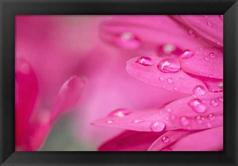 Framed Pink Mum 1 Print