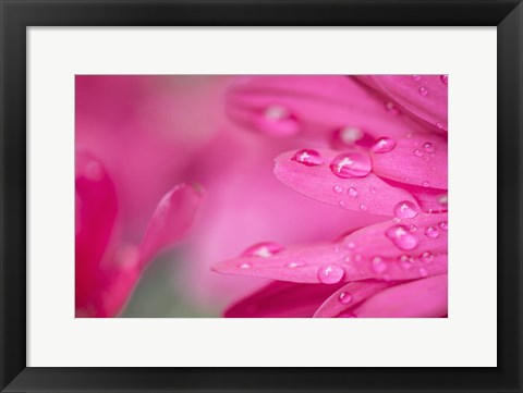 Framed Pink Mum 1 Print