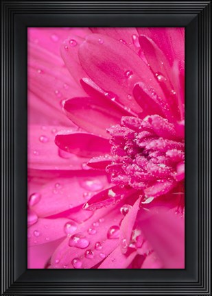 Framed Pink Mum 2 Print