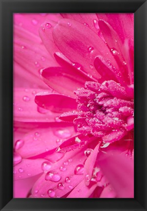 Framed Pink Mum 2 Print