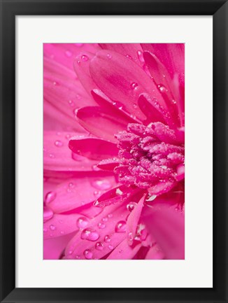 Framed Pink Mum 2 Print