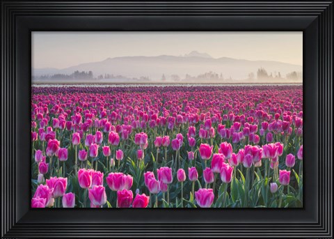 Framed Sunrise Over The Skagit Valley Tulip Fields, Washington State Print