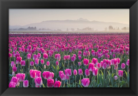 Framed Sunrise Over The Skagit Valley Tulip Fields, Washington State Print