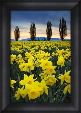 Framed Fields Of Yellow Daffodils In Late March, Skagit Valley, Washington State Print