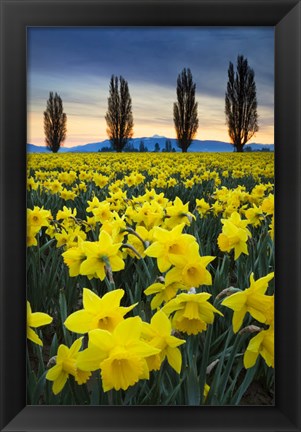 Framed Fields Of Yellow Daffodils In Late March, Skagit Valley, Washington State Print