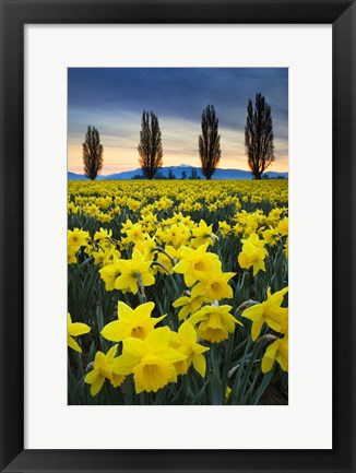 Framed Fields Of Yellow Daffodils In Late March, Skagit Valley, Washington State Print