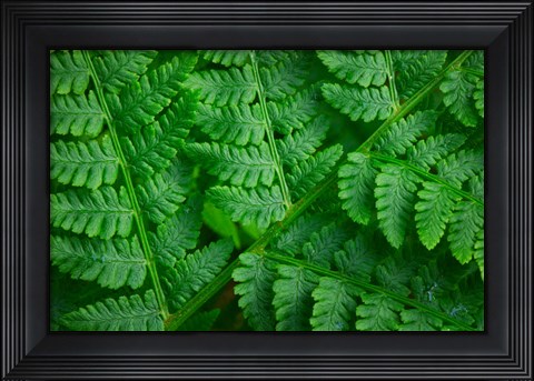 Framed Lady-Fern Print