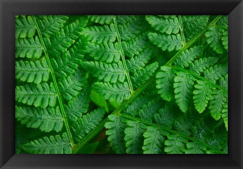 Framed Lady-Fern Print