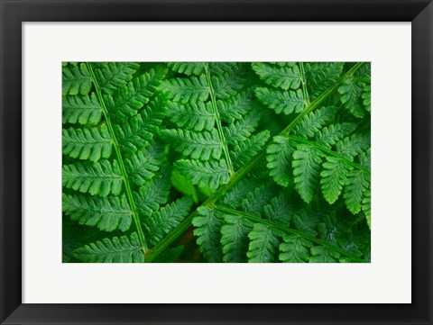 Framed Lady-Fern Print