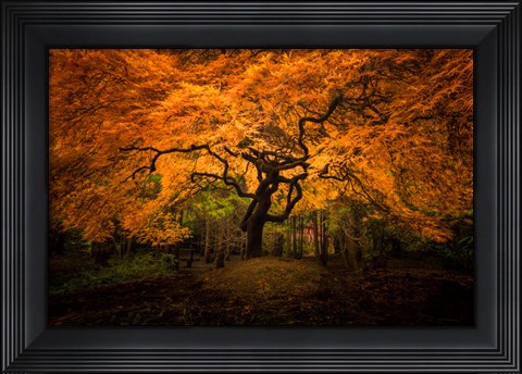Framed Japanese Maple In Kubota Gardens Park Print
