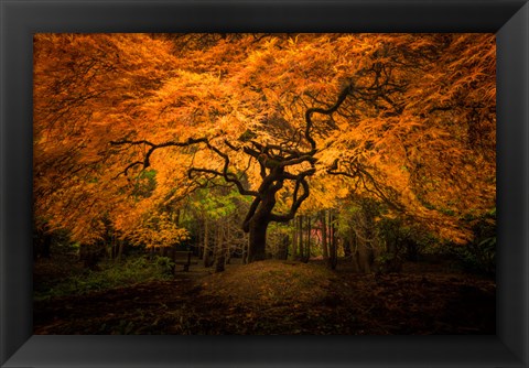 Framed Japanese Maple In Kubota Gardens Park Print