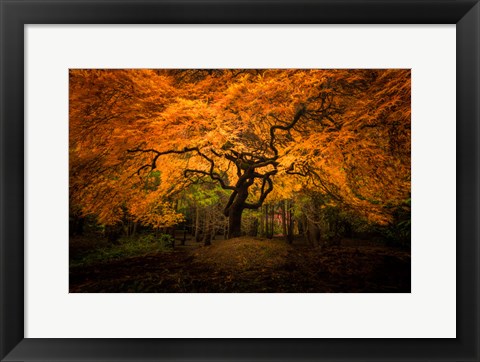 Framed Japanese Maple In Kubota Gardens Park Print