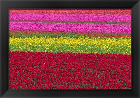 Framed Row Patterns Of Tulips Print