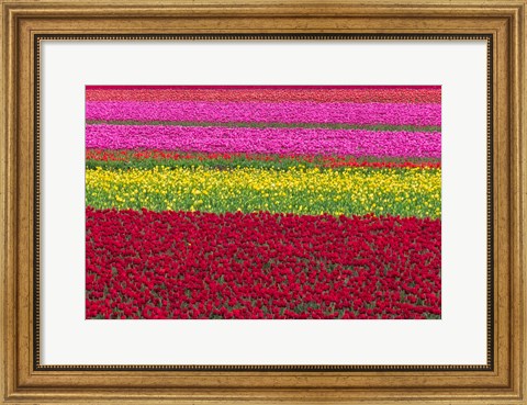 Framed Row Patterns Of Tulips Print